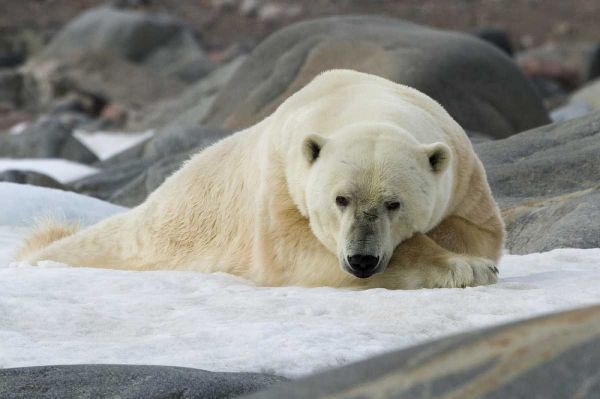 Norway, Svalbard Polar bear lying on snow